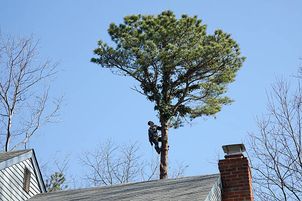 Trusted Moonachie, NJ Tree Care Experts
